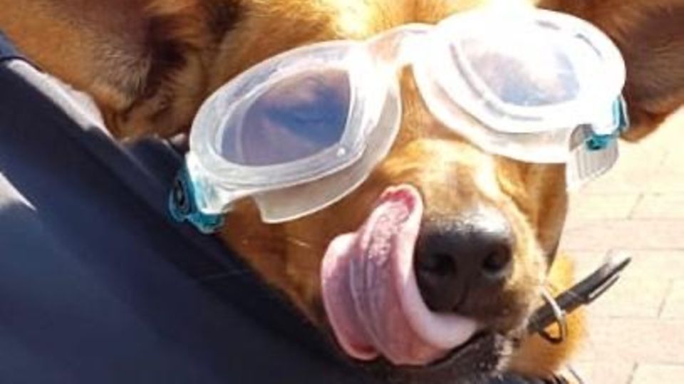 Streckis Hund mit Taucherbrille