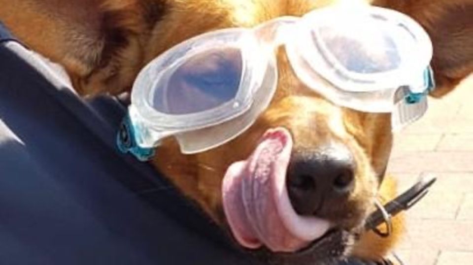 Streckis Hund mit Taucherbrille Streckis Hund mit Taucherbrille