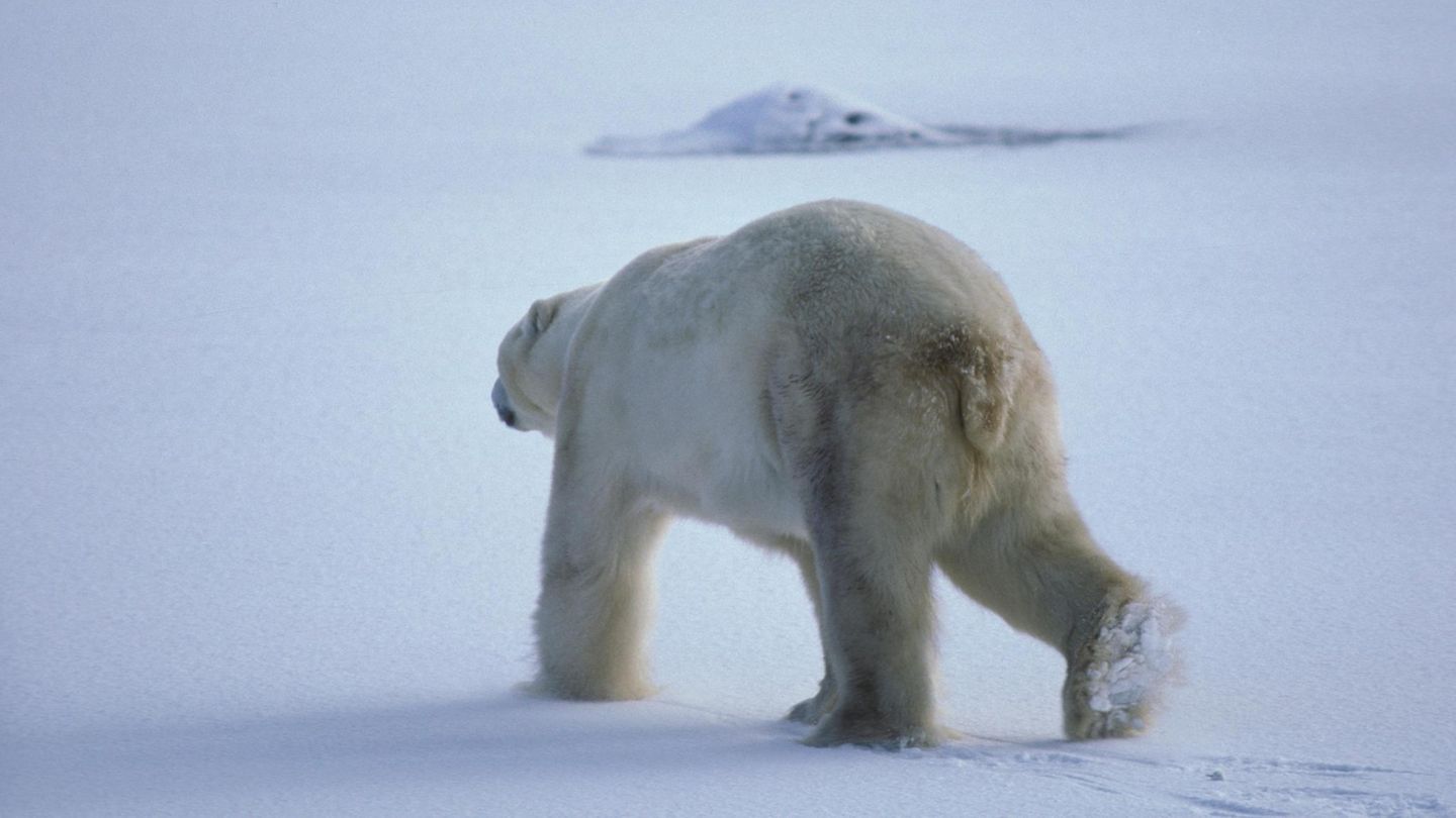 Mann auf Spitzbergen von Eisbär getötet