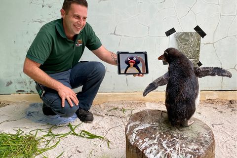 offenbar hat Pierre der Pinguin auch eine Vorliebe für die Kinderserie Pingu