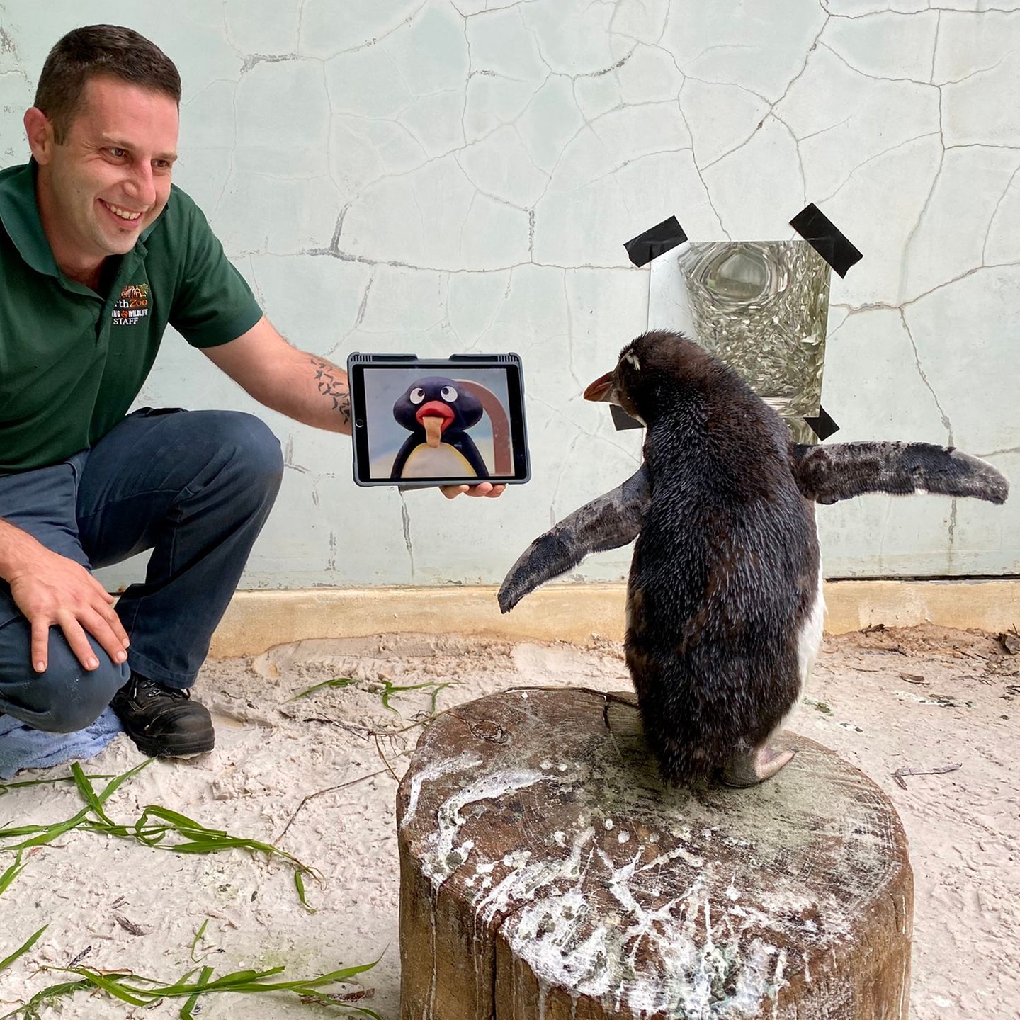 Zoo In Perth Einsamer Pinguin Schaut Pingu Auf Seinem Tablet Stern De