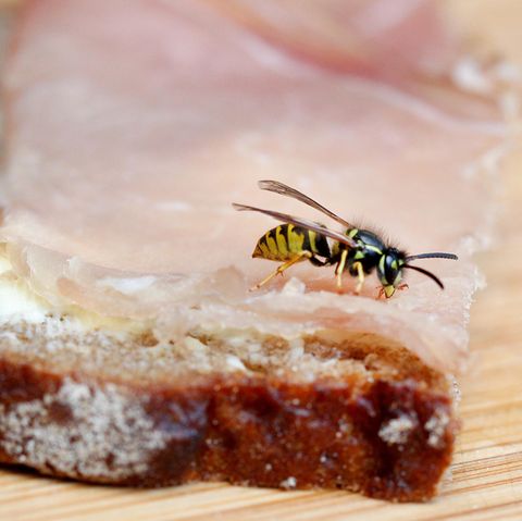 Was hilft gegen Wespen? Wespe auf einem Schinkenbrot