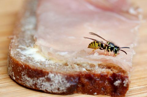 Was hilft gegen Wespen? Wespe auf einem Schinkenbrot
