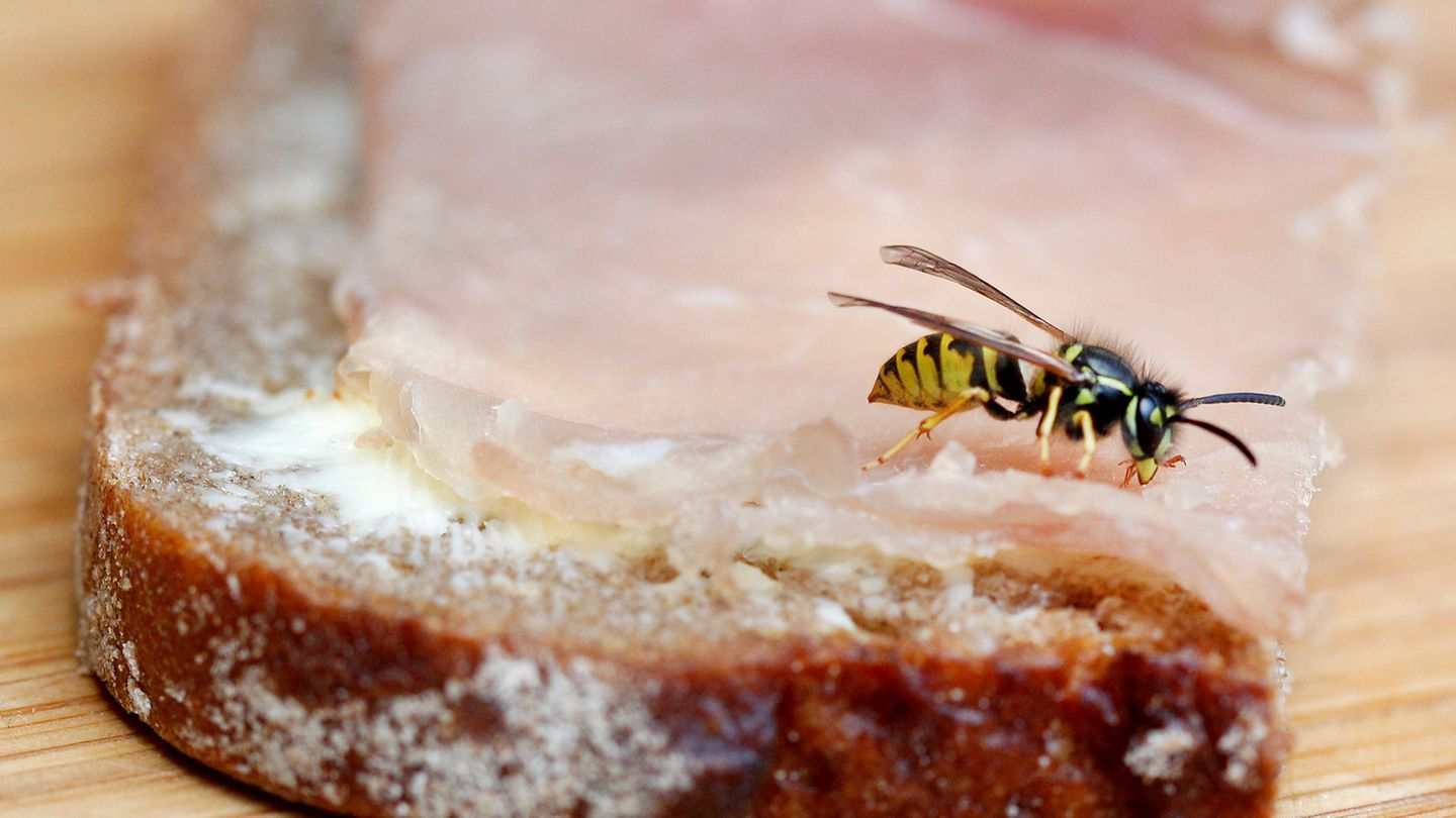 Was hilft gegen Wespen? Wespe auf einem Schinkenbrot