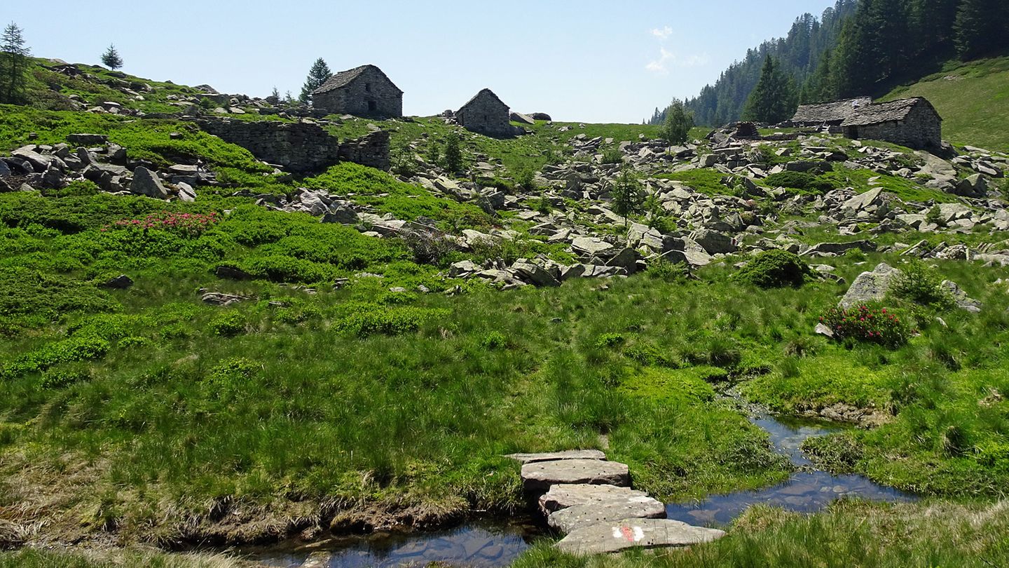 Nach knapp vier Stunden Auf und Ab auf dem Kammweg nach Westen lichtet sich der Wald auf der Alpe Ruscada