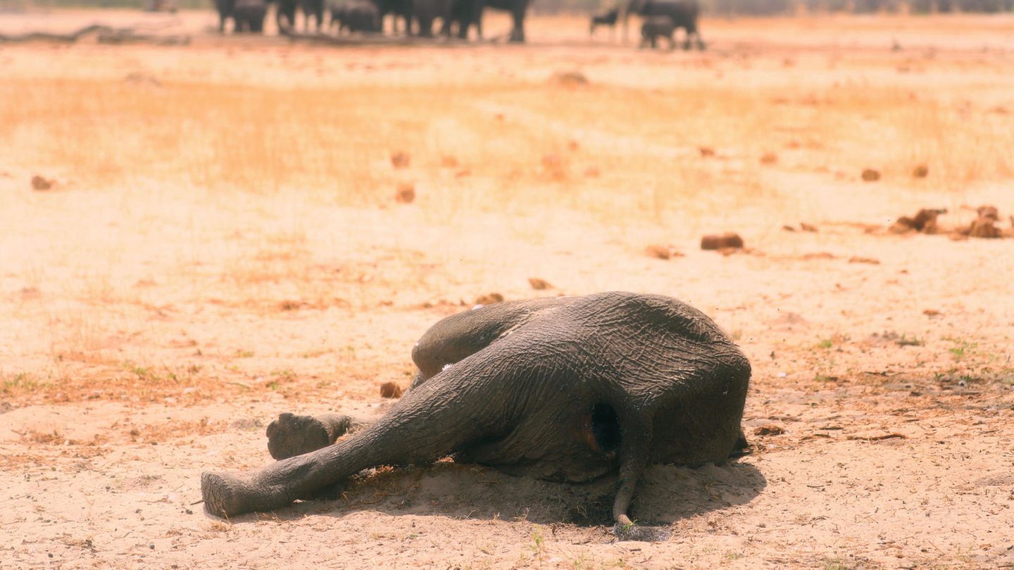 Zwölf verendete Elefanten in Simbabwe gefunden - Ursache unklar