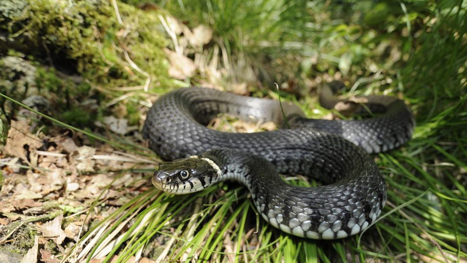 Ringelnatter im Garten Giftig oder harmlos die wichtigsten Infos
