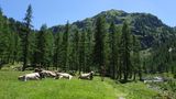 Abstecher über 300 Höhenmeter: Über bewirtschaftete Almenwiesen geht es zum Lago di Sfille.