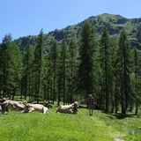 Abstecher über 300 Höhenmeter: Über bewirtschaftete Almenwiesen geht es zum Lago di Sfille.