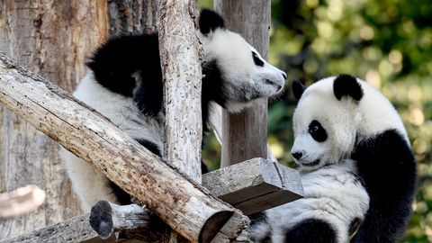 Zoo Berlin: Pandazwillinge Pit und Paule feiern Geburtstag