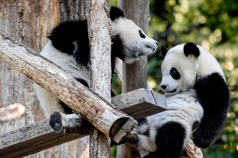 Zoo Berlin: Pandazwillinge Pit und Paule feiern Geburtstag