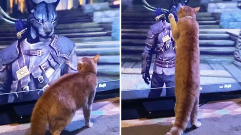 Kuriose Begegnung: Katzenmensch aus Videospiel Skyrim verwirrt echte Katze