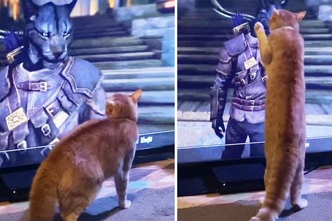 Kuriose Begegnung: Katzenmensch aus Videospiel Skyrim verwirrt echte Katze