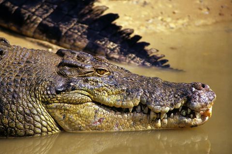 Krokodil (Symbolbild)