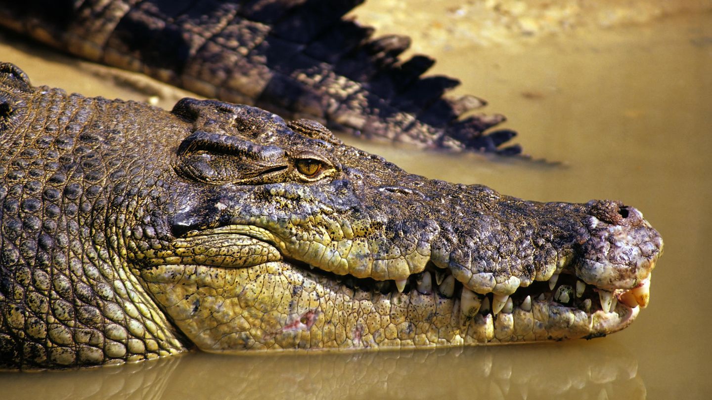 Krokodil (Symbolbild)