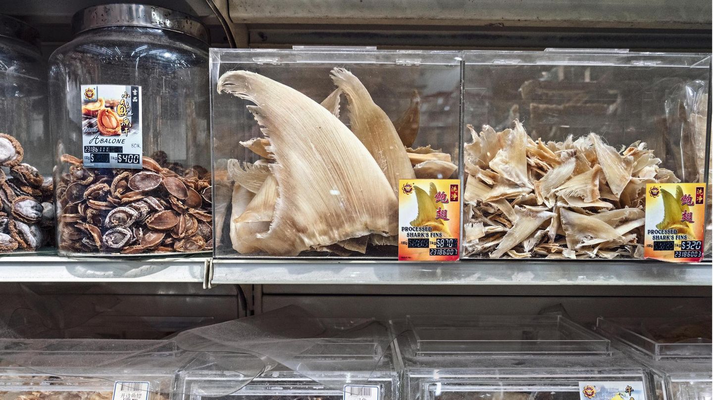 Singapore, July 2019. Singapore is known to play a major role in the global trade and consumption in shark. Many chinese shops sell dried shark fins, used for shark fin soup, a sought after delicacy in southeast Asia and China. Getrocknete Haiflossen