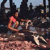 Eine Frau zerlegt Haie