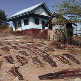 Haihaut wird vor einem Haus getrocknet