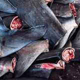 Abgetrennte Haiflossen