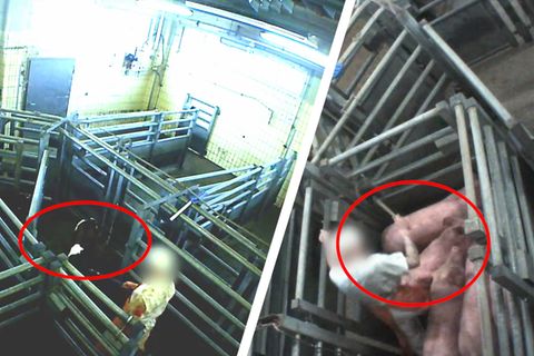 Katastrophale Zustände: SOKO Tierschutz deckt Tierquälerei in Landschlachterei auf