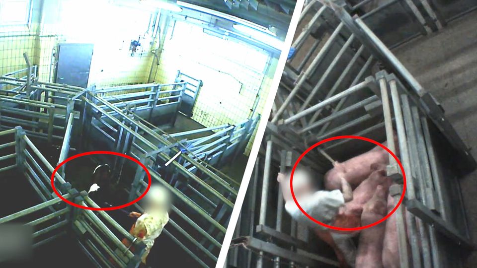 Katastrophale Zustände: SOKO Tierschutz deckt Tierquälerei in Landschlachterei auf Katastrophale Zustände: SOKO Tierschutz deckt Tierquälerei in Landschlachterei auf