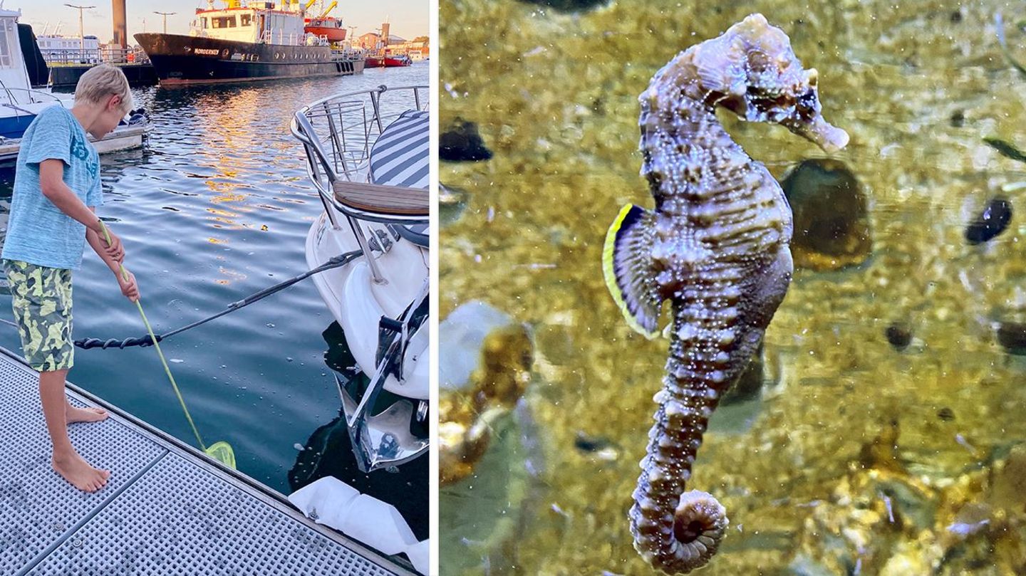 Ein Junge beim Fischen in Foto-Kombination mit einem Seepferdchen