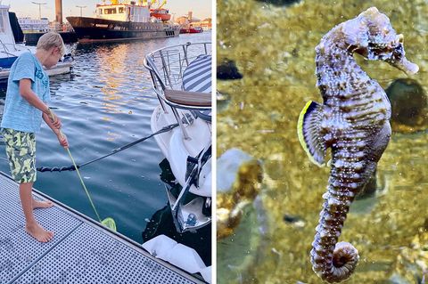 Ein Junge beim Fischen in Foto-Kombination mit einem Seepferdchen