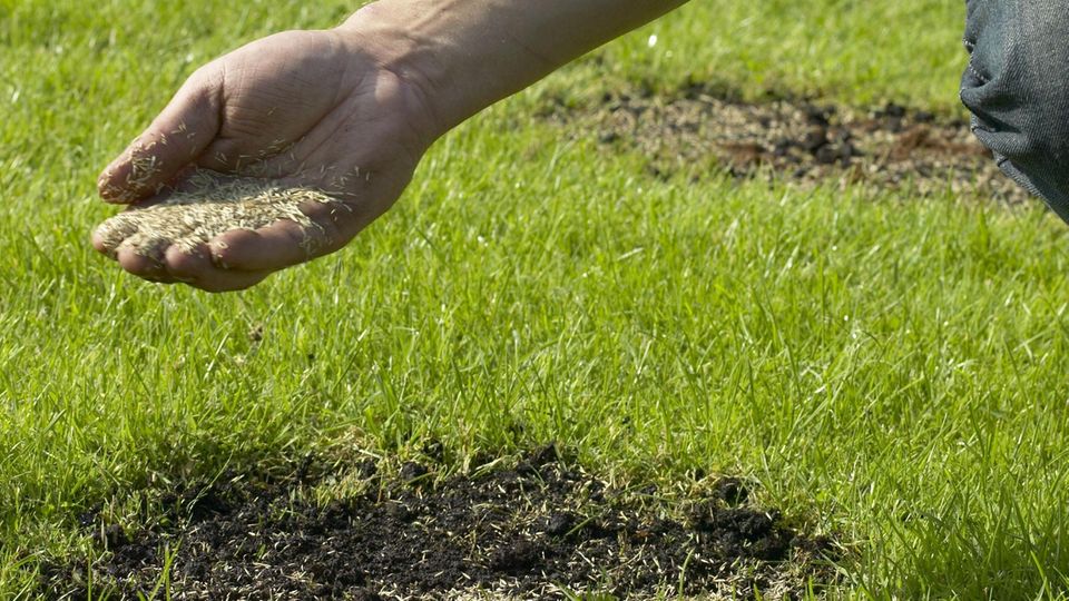Rasen nachsäen: Mann streut mit der Hand Rasensamen auf eine braune Stelle