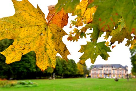 Herbstlich färbt sich das Laub der Bäume im Park von Schloss Molsdorf in Thüringen