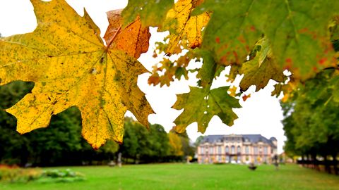 Herbstlich färbt sich das Laub der Bäume im Park von Schloss Molsdorf in Thüringen