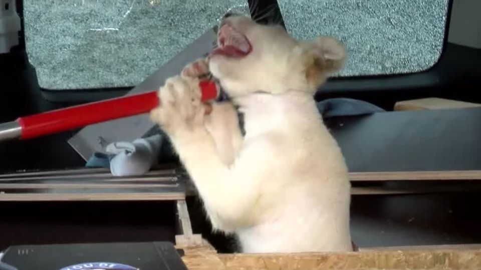 Tiertransport mit Babylöwe in Unfall auf A5 verwickelt