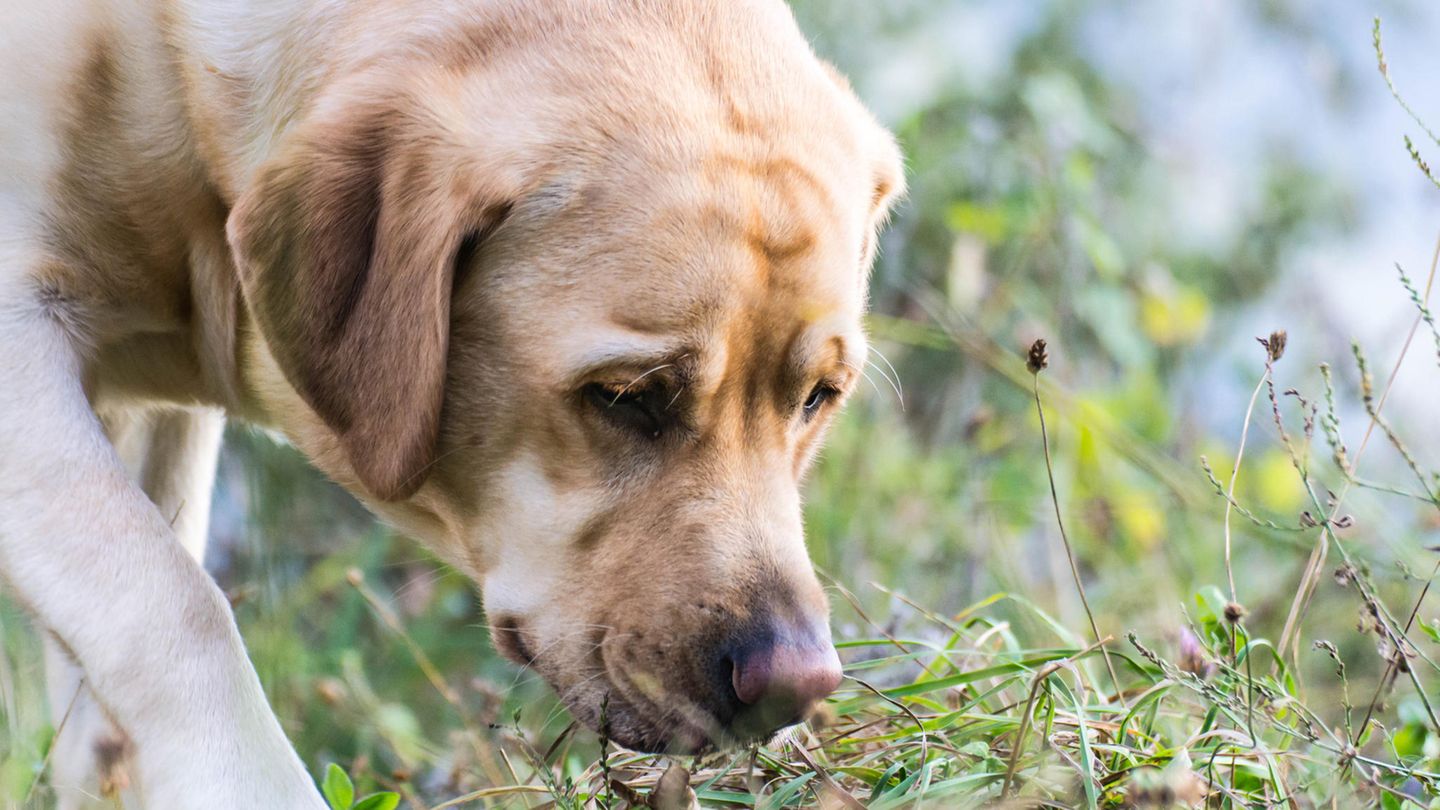 Studie Mit ihrer kalten Nase können Hunde Wärme &quot;riechen&quot; STERN.de