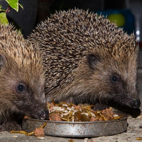 Auch für Igel gibt es spezielles Futter