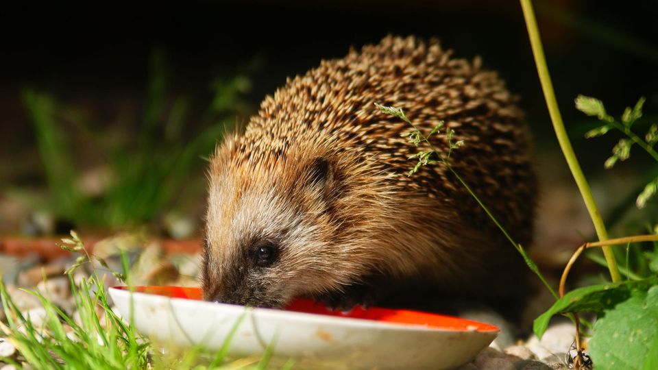 A small bowl is enough as a feeding station for hedgehogs