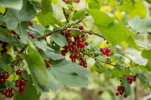Johannisbeeren schneiden: Strauch mit einigen roten Johannisbeeren