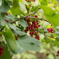 Johannisbeeren schneiden: Strauch mit einigen roten Johannisbeeren