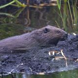 Auch der Biber, das größte Nagetier in Europa, ist seit diesem Jahrtausend wieder heimisch im Bayerischen Wald. Im Bereich des Nationalparks sind 27 Biberreviere bekannt.