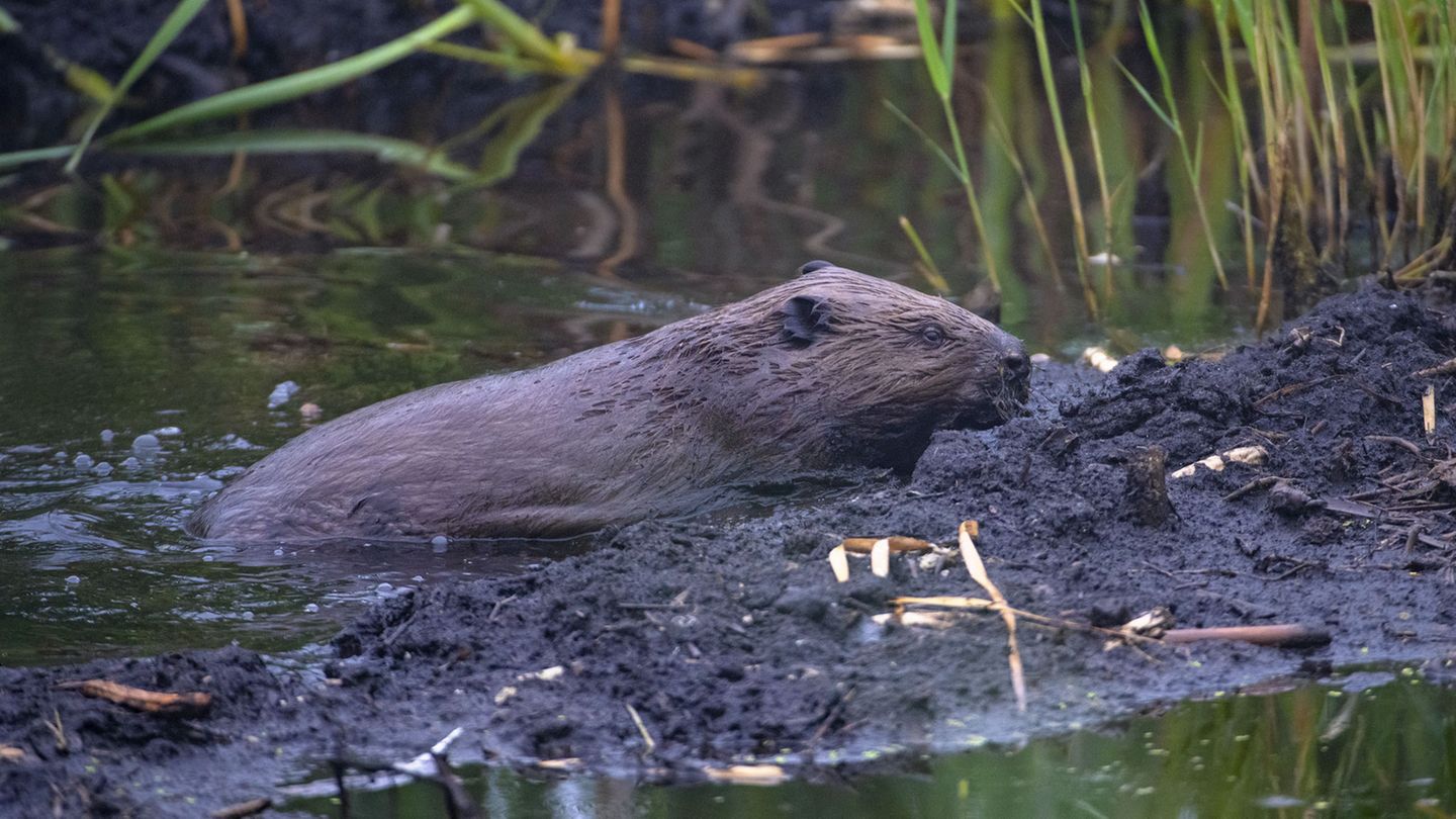 Auch der Biber, das größte Nagetier in Europa, ist seit diesem Jahrtausend wieder heimisch im Bayerischen Wald. Im Bereich des Nationalparks sind 27 Biberreviere bekannt.