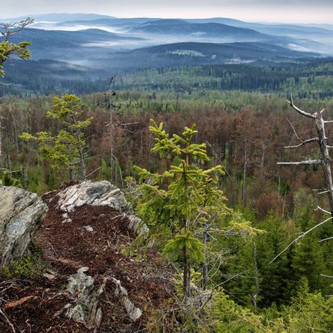 Junge Fichten haben auf einem Felsen des Siebensteinkopfs Wurzeln geschlagen. Wie lange sie wohl auf diesem exponierten Standort den Elementen trotzen können?
