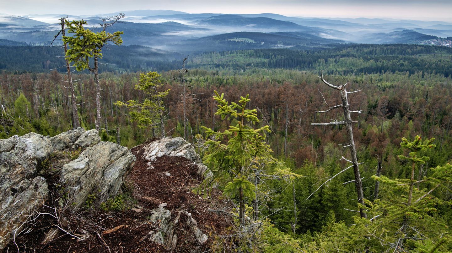 Bayerischer Wald So Sieht Die Ungezahmte Natur Im Herzen Europas Aus Stern De
