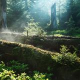 Alte Fichten sind das Kinderbett ihres Nachwuchses: Die Fichtensprösslinge, die auf den Stämmen wachsen, haben es leichter als jene auf dem Boden, denn dort ist die Konkurrenz durch Blaubeeren und Gräser größer.