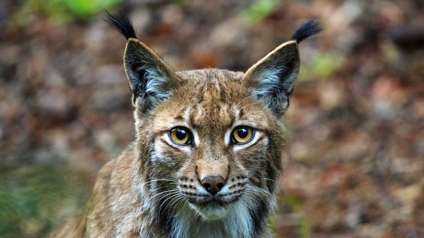 Der Luchs, die größte heimische Wildkatze, galt ab Mitte des 19. Jahrhunderts im Bayerischen Wald als ausgerottet. Aber seit der Gründung des Nationalparks gab es mehrere Versuche die Tiere wieder anzusiedeln. Seit Abbau der Grenzlagen zur Tschechoslowakei begünstigte den Austausch zwischen Luchsen mit dem benachbarten Biosphärenreservat Šumava.