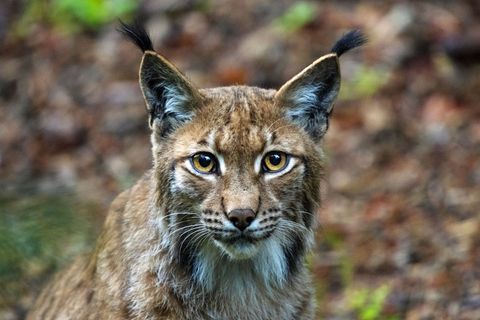 Der Luchs, die größte heimische Wildkatze, galt ab Mitte des 19. Jahrhunderts im Bayerischen Wald als ausgerottet. Aber seit der Gründung des Nationalparks gab es mehrere Versuche die Tiere wieder anzusiedeln. Seit Abbau der Grenzlagen zur Tschechoslowakei begünstigte den Austausch zwischen Luchsen mit dem benachbarten Biosphärenreservat Šumava.