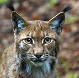 Der Luchs, die größte heimische Wildkatze, galt ab Mitte des 19. Jahrhunderts im Bayerischen Wald als ausgerottet. Aber seit der Gründung des Nationalparks gab es mehrere Versuche die Tiere wieder anzusiedeln. Seit Abbau der Grenzlagen zur Tschechoslowakei begünstigte den Austausch zwischen Luchsen mit dem benachbarten Biosphärenreservat Šumava.