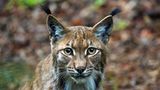 Der Luchs, die größte heimische Wildkatze, galt ab Mitte des 19. Jahrhunderts im Bayerischen Wald als ausgerottet. Aber seit der Gründung des Nationalparks gab es mehrere Versuche die Tiere wieder anzusiedeln. Seit Abbau der Grenzlagen zur Tschechoslowakei begünstigte den Austausch zwischen Luchsen mit dem benachbarten Biosphärenreservat Šumava.