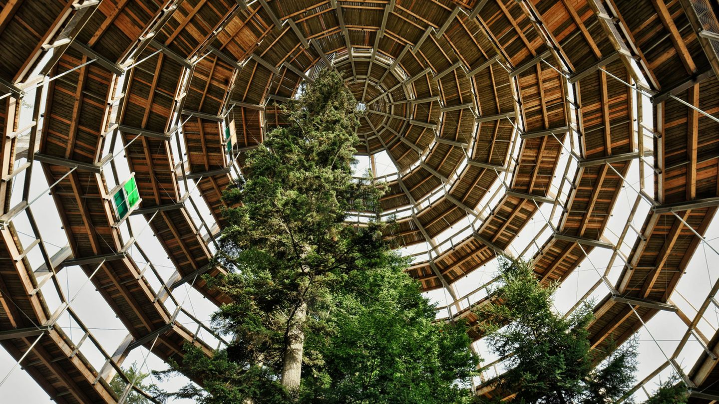 Der Baumwipfelpfad mit seinem 42 Meter hohen "Holzei" ist eine barrierefreie Attraktion, die auf 1300 Metern Länge den Wald für Besucher ganz nah heranrückt