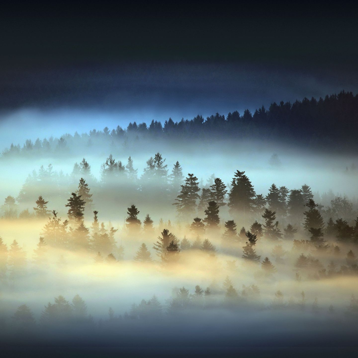 Im magischen Bayerischen Wald: Nebel wabert zwischen den Bäumen bei dieser besonderen Lichtstimmung