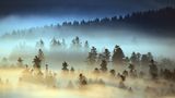 Im magischen Bayerischen Wald: Nebel wabert zwischen den Bäumen bei dieser besonderen Lichtstimmung