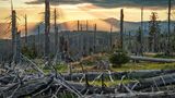 Der Borkenkiefer hat auch im Bayerischen Wald große Schäden angerichtet, wie am Großen Rachel mit dem 1456 Meter hohen Großen Arber im Hintergrund