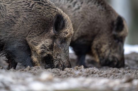 Zwei Wildschweine steht auf einem Plateau im Wald und wühlen bei der Futtersuche mit der Schnauze im Erdboden